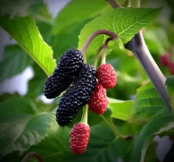 Fructus Mori (Mulberry Fruit) – Antioxidant-rich berry in Interstellar Blends, supporting blood sugar regulation, cardiovascular health, and cognitive function.