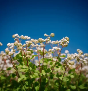 Tartary Buckwheat (Fagopyrum tataricum) – Antioxidant-rich grain in Interstellar Blends, supporting cardiovascular health, blood sugar regulation, and anti-inflammatory benefits.
