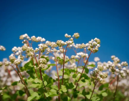 Tartary Buckwheat (Fagopyrum tataricum) – Antioxidant-rich grain in Interstellar Blends, supporting cardiovascular health, blood sugar regulation, and anti-inflammatory benefits.